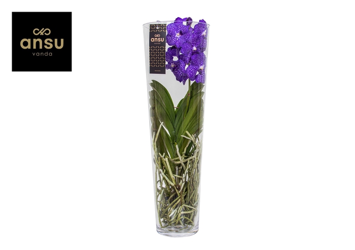 <h4>Vanda Blauw Glas Lisanne</h4>