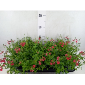 Diascia  'Piccadilly Red'