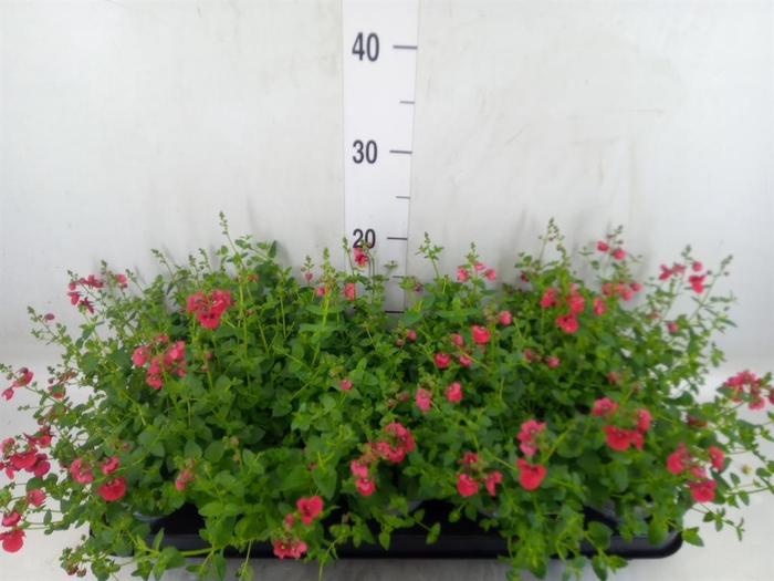 <h4>Diascia  'Piccadilly Red'</h4>