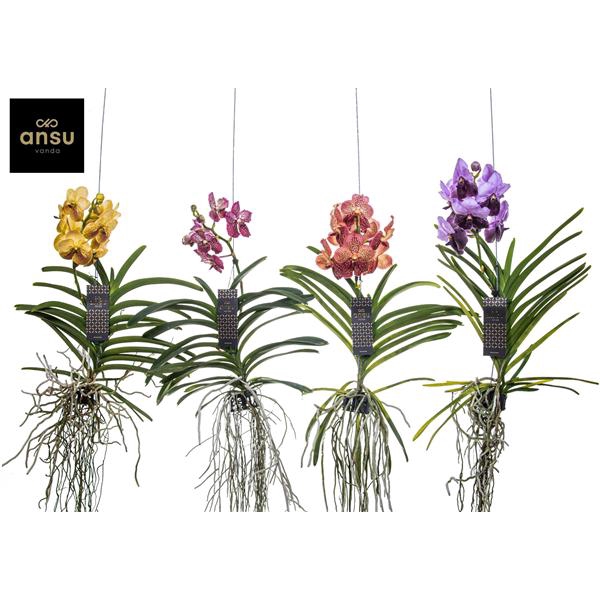 <h4>Vanda Special mix - Colour Mix</h4>