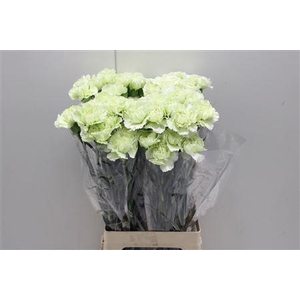 Di St Prado Mint