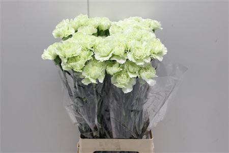 <h4>Di St Prado Mint</h4>