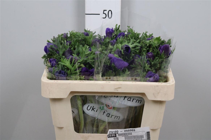 <h4>Anem Co Galil Blauw</h4>