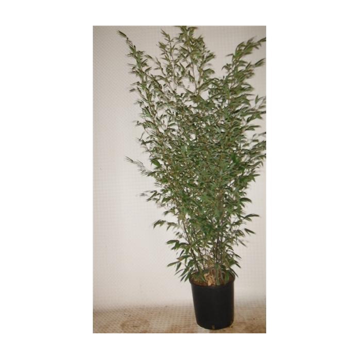 <h4>Phyllostachys nigra</h4>