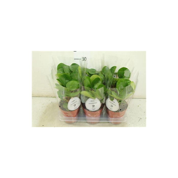 <h4>Pilea Peperomoides</h4>