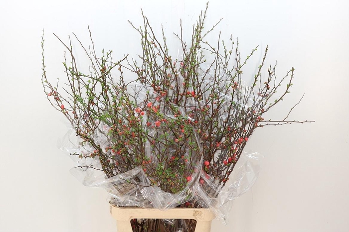 <h4>CHAENOMELES SUPERBA</h4>