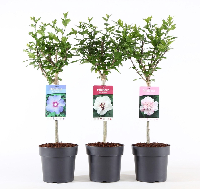 <h4>Hibiscus syriacus</h4>