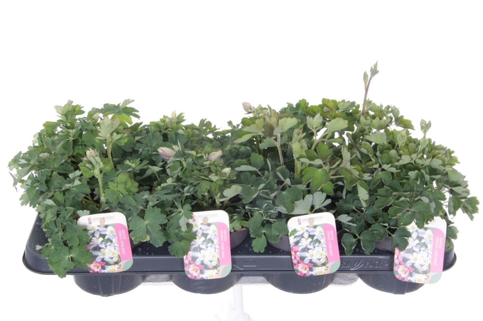 <h4>Aquilegia caer. Spring Magic mix</h4>