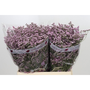 Limonium ov Safora Oshi Pink