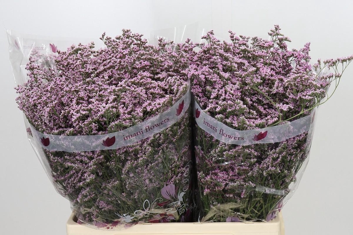 <h4>Limonium ov Safora Oshi Pink</h4>