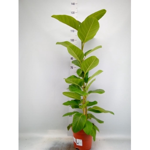 Ficus altissima