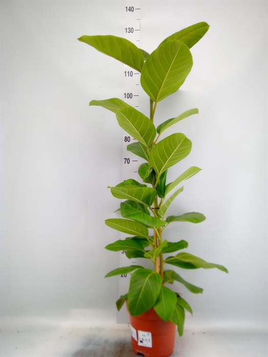 <h4>Ficus altissima</h4>
