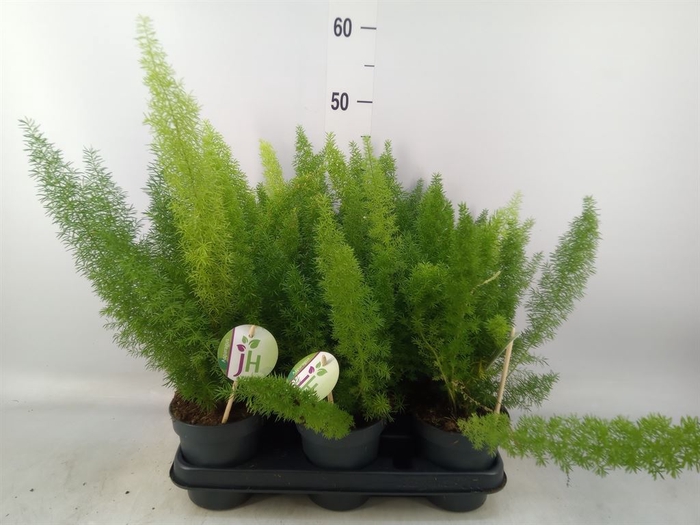 <h4>Asparagus dens. 'Meyers'</h4>