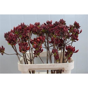Rhododendron Dark Orange