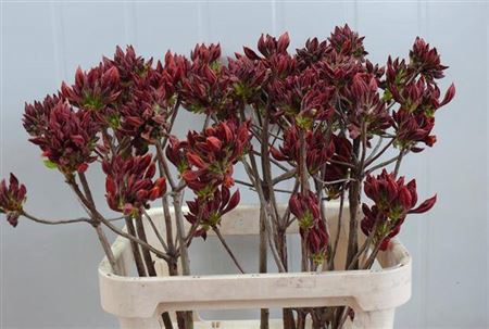 <h4>Rhododendron Dark Orange</h4>