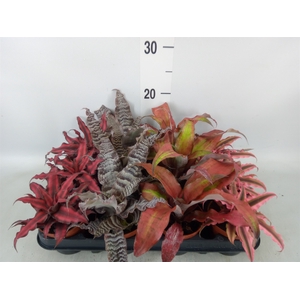 Cryptanthus   ...mix