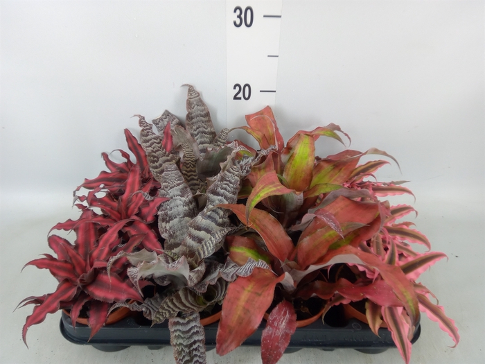 <h4>Cryptanthus   ...mix</h4>