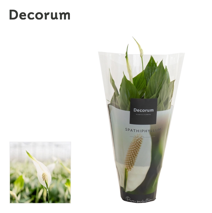 <h4>Spathiphyllum 13 cm Bellini Decorum</h4>