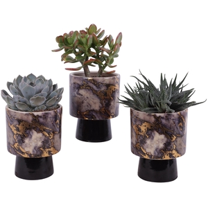 Succulenten mix Ø12cm in Ø14cm Ceramic PL672