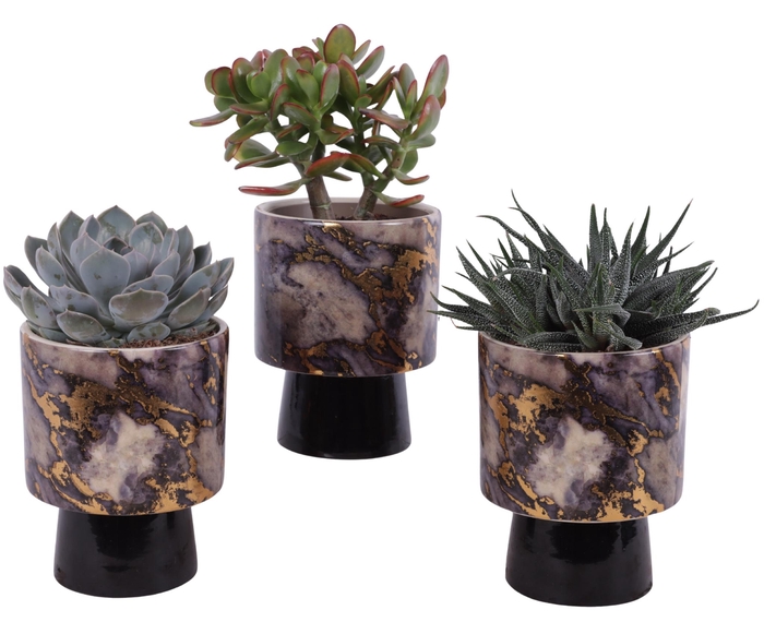 <h4>Succulenten mix Ø12cm in Ø14cm Ceramic PL672</h4>