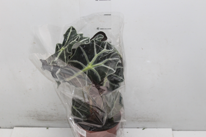 <h4>ALOCASIA POLLY P17</h4>