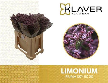 <h4>Lim Piuma Sky</h4>