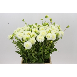 Dahlia White Aster