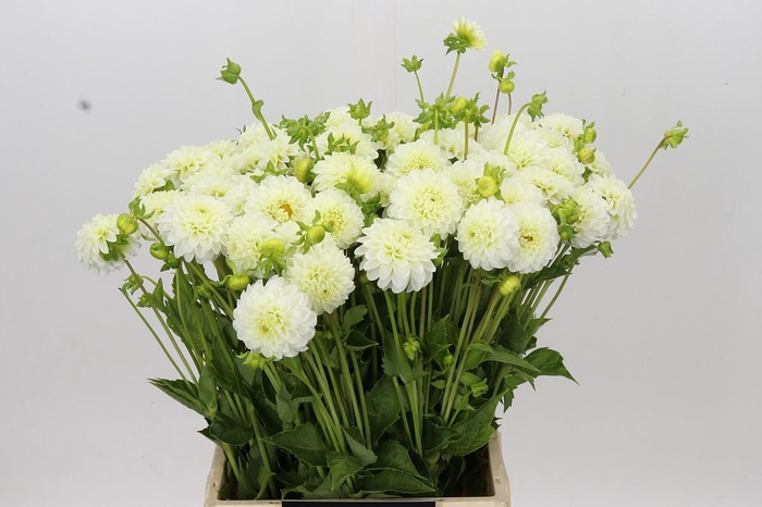 <h4>Dahlia White Aster</h4>