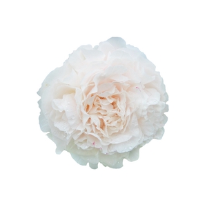 Paeonia Mothers Choice