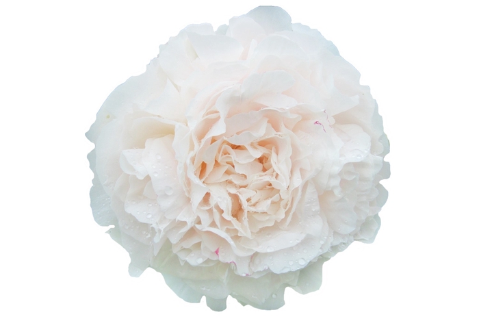 Paeonia Mothers Choice