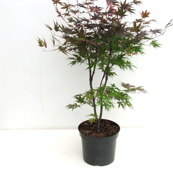 <h4>Acer palmatum 'Pixie' P26</h4>