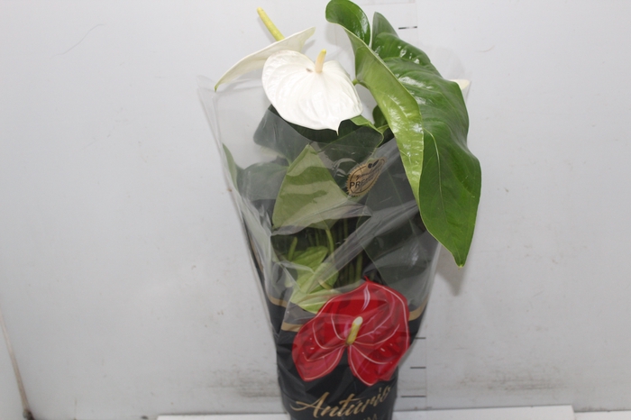 <h4>ANTHURIUM ALASKA P17 PREMIUM</h4>