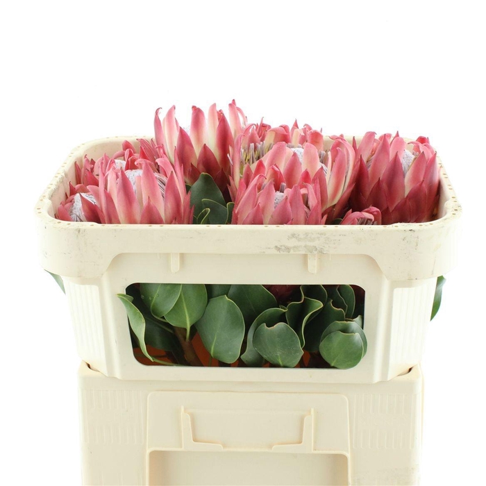 <h4>PROTEA CY RED REX</h4>
