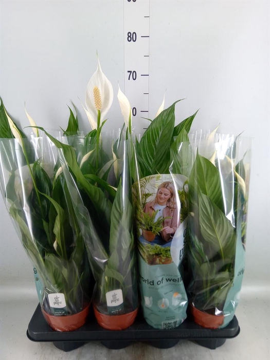 Spathiphyllum  'Sweet Chico'