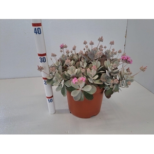 KALANCHOE PUMILA