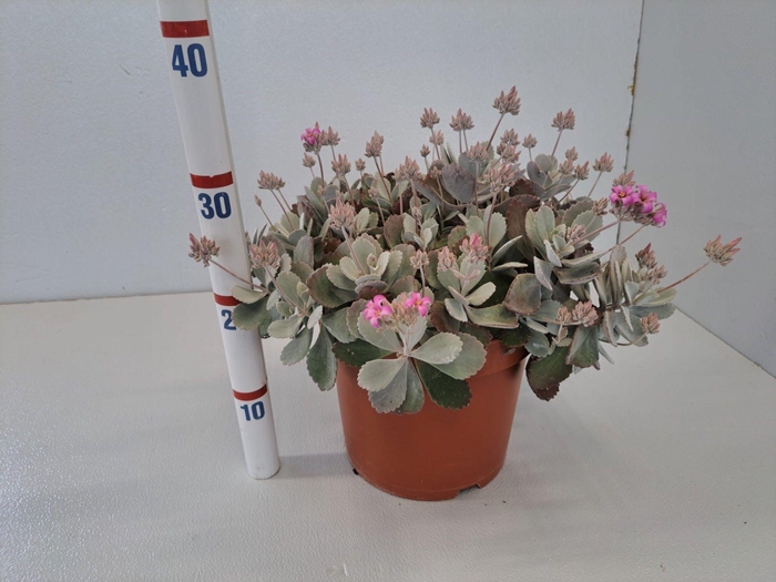 <h4>KALANCHOE PUMILA</h4>
