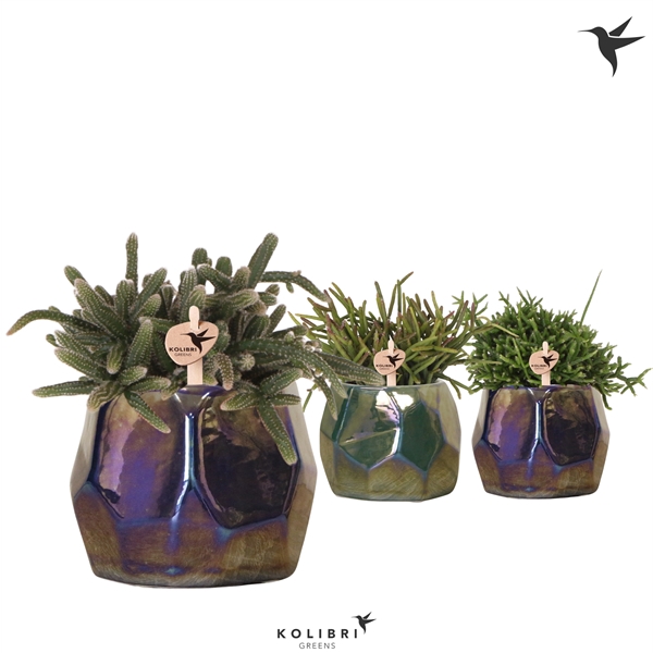 <h4>Kolibri Greens Rhipsalis mix in Pearl pot blue mix</h4>