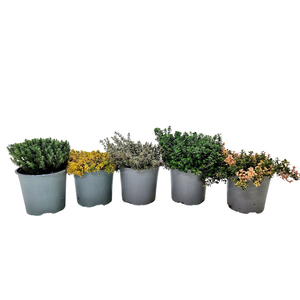 Thymus vulgaris