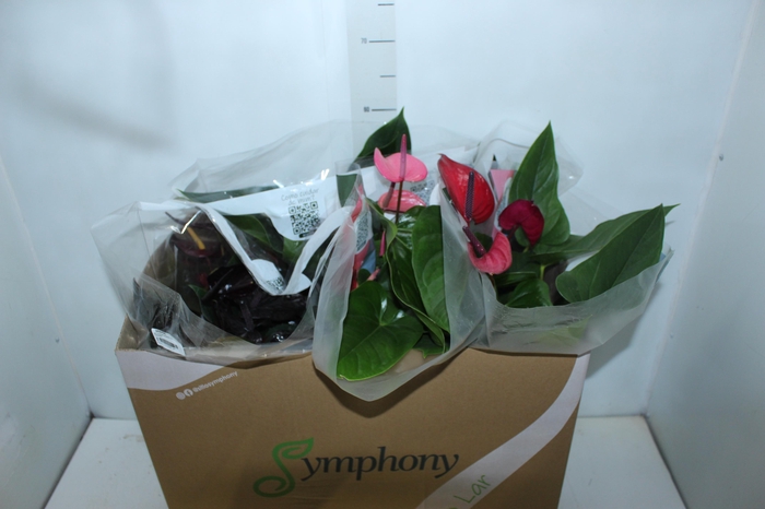 <h4>ANTHURIUM VARIADO P17</h4>