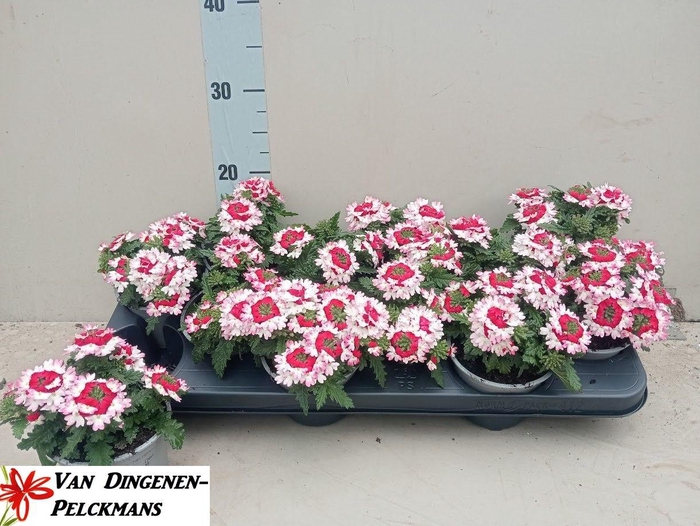 <h4>VERBE MA MAGIC PURPL</h4>