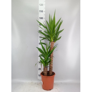 Yucca   ...