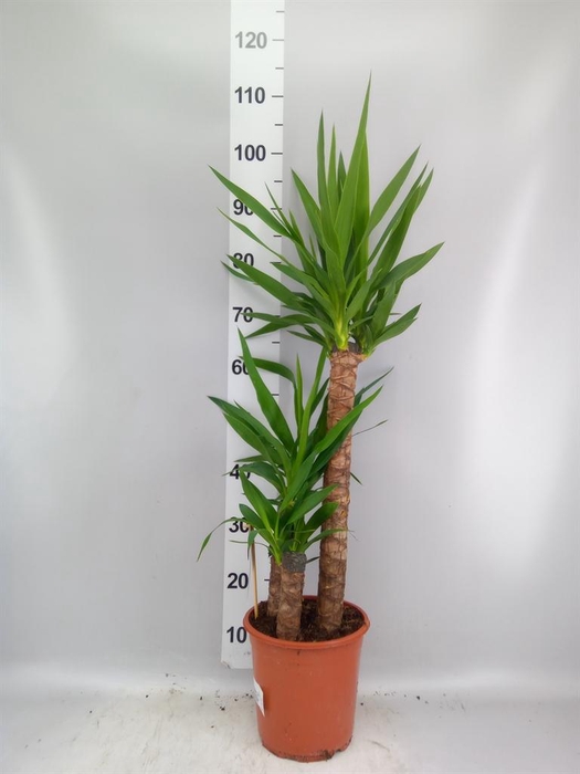 <h4>Yucca ...</h4>