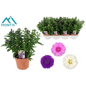 ASTER SHOWM GEM