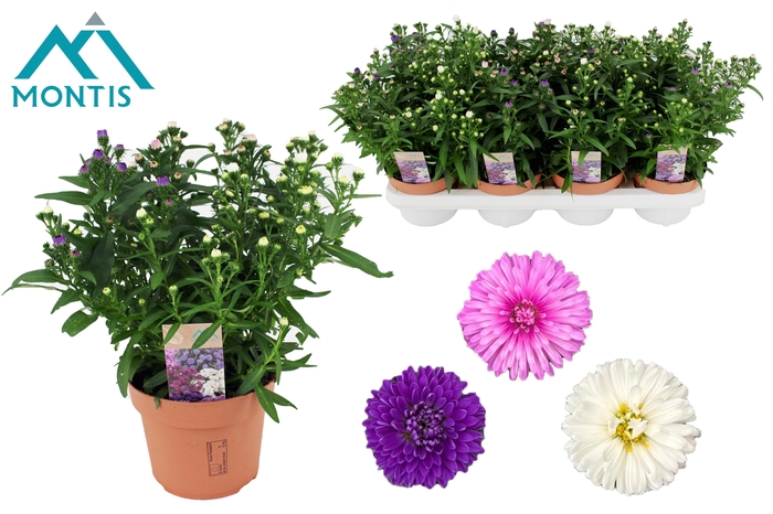<h4>ASTER SHOWM GEM</h4>