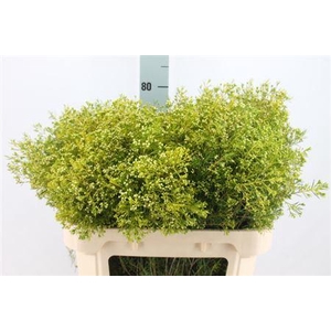 Chame Un Umbrella Green White Extra