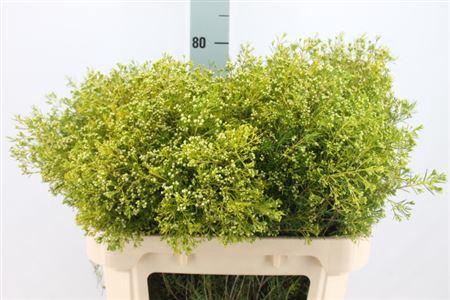 <h4>Chame Un Umbrella Green White Extra</h4>