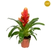 Vriesea Intenso Peach