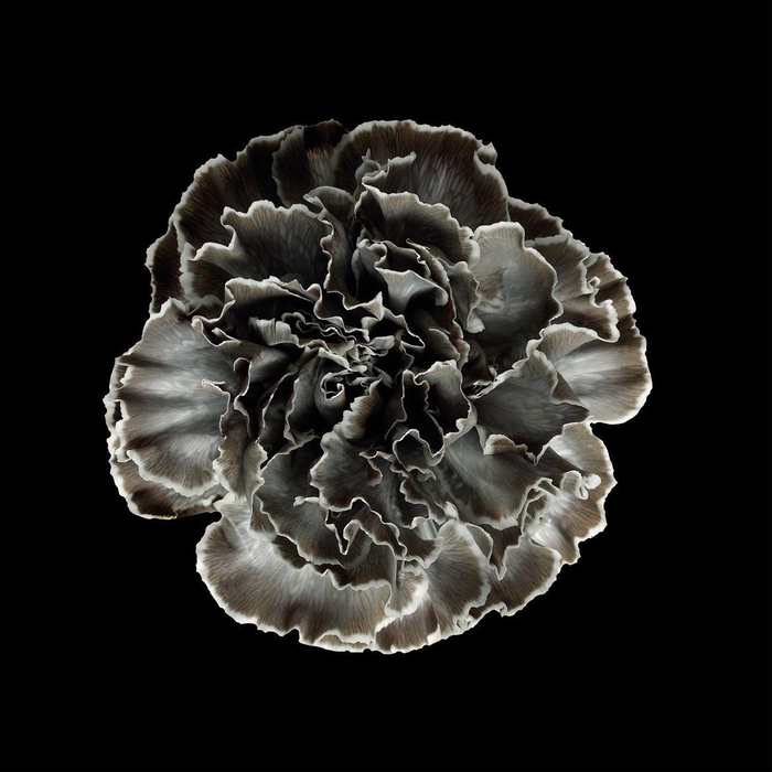 <h4>Dianthus St Grey</h4>