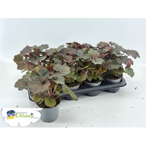 HEUCH PUR PETTICOATS