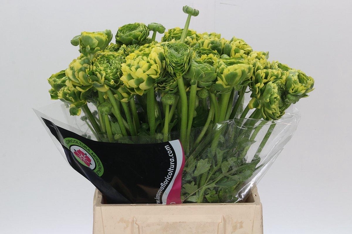 <h4>Ranunculus Pon Pon Peterpan</h4>